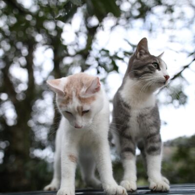 Desvendando o Comportamento Felino: Diferenças Cruciais entre Gatos Machos e Fêmeas — diferença entre gato macho e fêmea comp