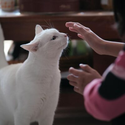 Os 7 Erros Mais Comuns de Tutores de Gato Iniciantes (E Como Evitá-los!) — erro comum de tutores de gato iniciantes lista | A