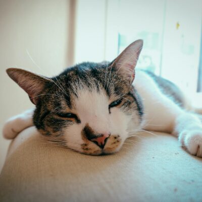 Estresse em Gatos: Sinais Inconfundíveis e Estratégias Comprovadas para Aliviar — estresse em gatos sinais e como aliviar | A