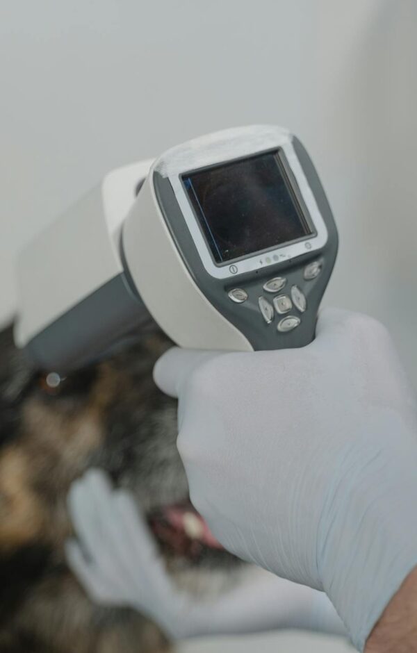 Febre em Gatos: O Guia Definitivo para Identificar, Tratar e Salvar a Vida do Seu Felino — febre em gatos como identificar e