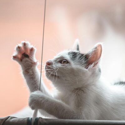 Filhote de Gato: Quanto Tempo de Atenção Ele Realmente Precisa? Guia Completo para Tutores Responsáveis — filhote de gato qua