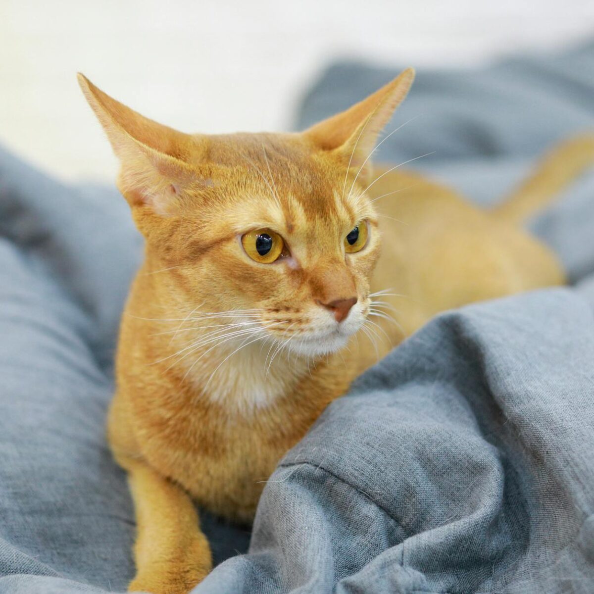Gato abissínio características e cuidados — gato abissínio características e cuidados | Aumigos Pet