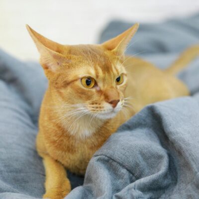 Gato abissínio características e cuidados — gato abissínio características e cuidados | Aumigos Pet