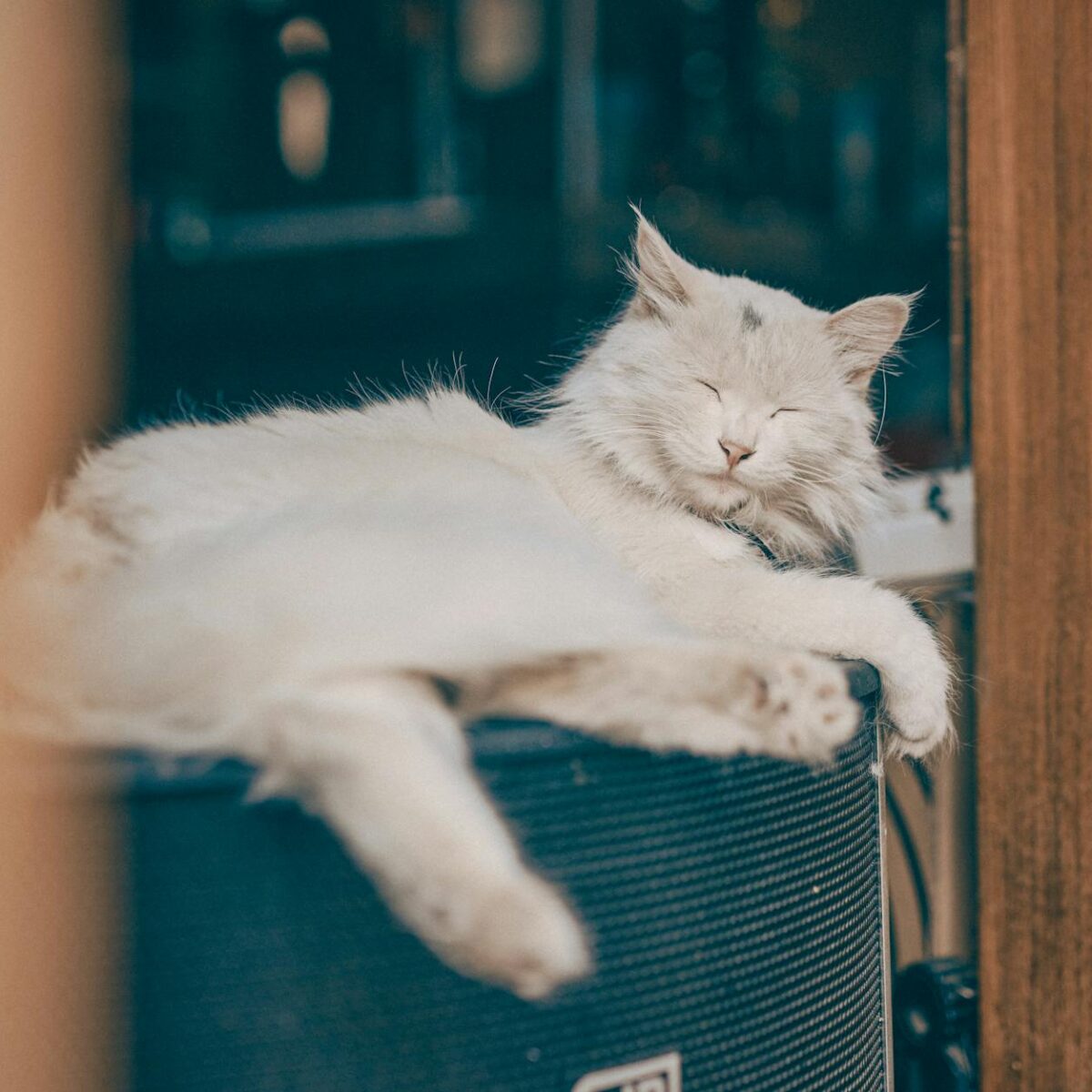Gato angorá turco características e preço — gato angorá turco características e preço | Aumigos Pet