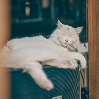 Gato angorá turco características e preço — gato angorá turco características e preço | Aumigos Pet