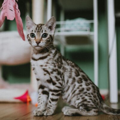 Gato Bengal: Desvende o Temperamento Selvagem e as Necessidades de Atividade Física Essenciais — gato bengal temperamento e a
