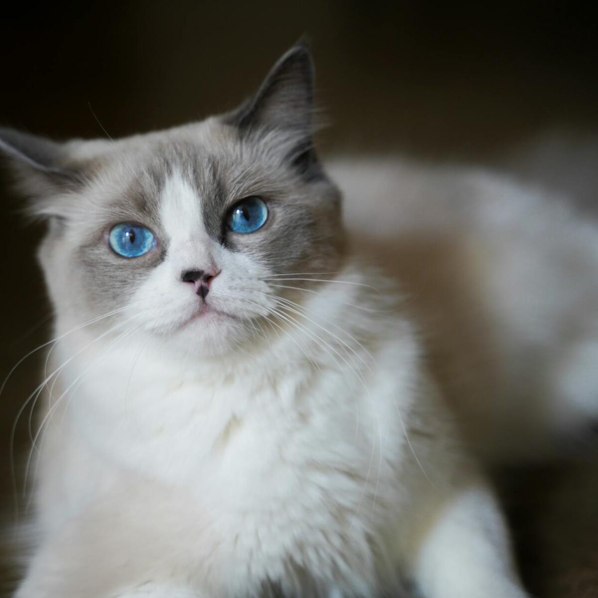 Gato Birmanês: Características Únicas, Temperamento Dócil e Onde Adotar com Segurança — gato birmanês características e onde