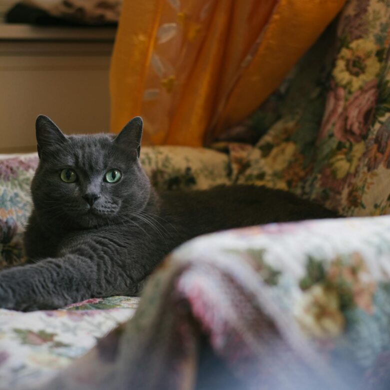 Gato Chartreux: Desvende as Características Únicas e a Personalidade Fascinante Desta Raça Nobre — gato chartreux característ