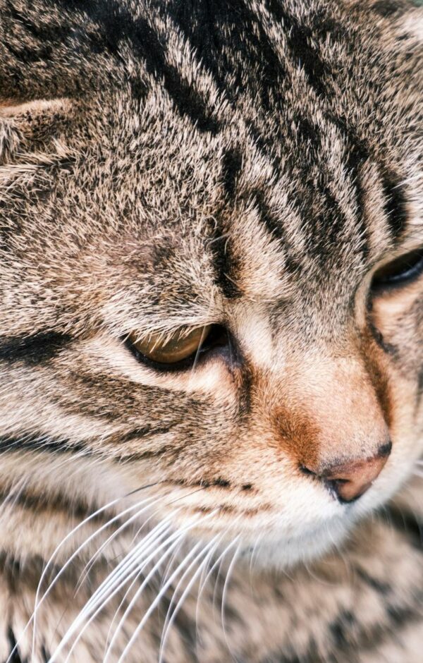 Gato com Conjuntivite: Guia Completo para Tratamento Caseiro SEGURO (e Quando Buscar o Veterinário) — gato com conjuntivite t