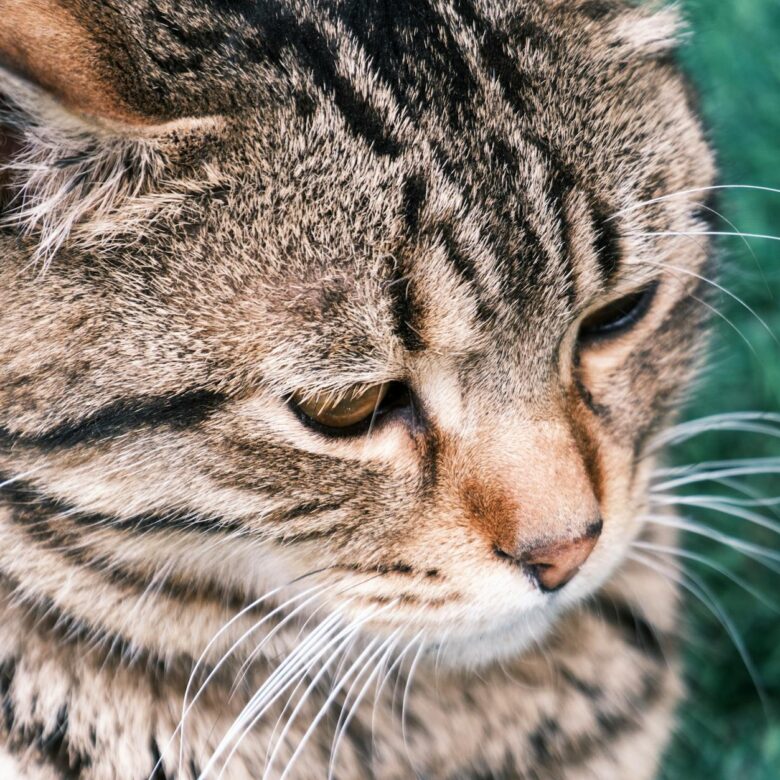 Gato com Conjuntivite: Guia Completo para Tratamento Caseiro SEGURO (e Quando Buscar o Veterinário) — gato com conjuntivite t