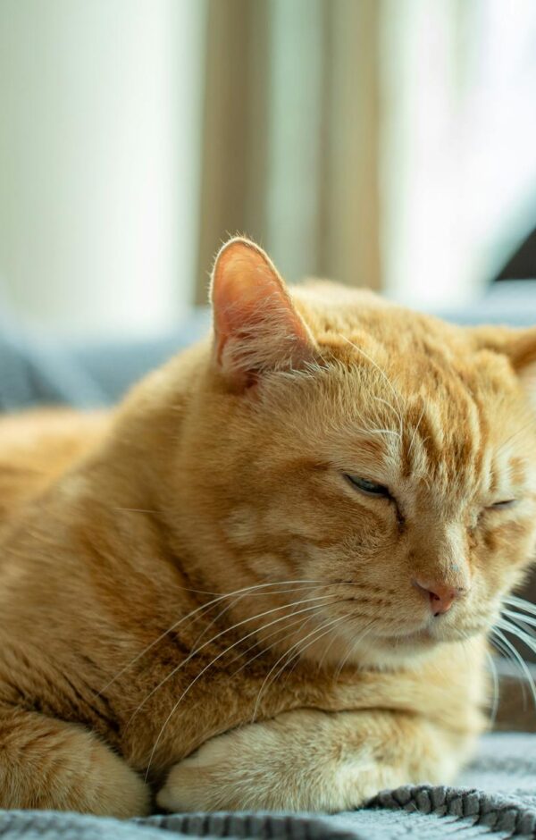 Gato com Diarreia: O Que Dar, Remédios Caseiros Seguros e Quando Procurar o Veterinário — gato com diarreia o que dar remédio