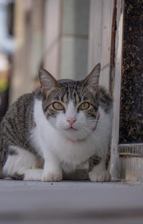 Gato com Vômito Frequente: Causas Preocupantes, Sinais de Alerta e Quando Buscar o Veterinário — gato com vômito frequente ca