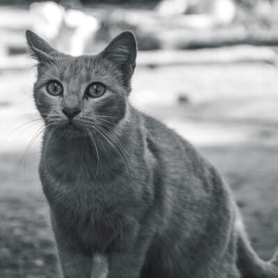 Gato de Rua vs. Gato de Raça: O Guia Definitivo para uma Adoção Consciente — gato de rua vs gato de raça qual adotar | Aumigo