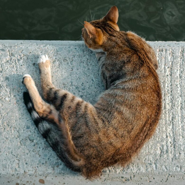 Gato Manx Sem Rabo: Desvende as Características Únicas e Fascinantes da Raça — gato manx sem rabo características | Aumigos P