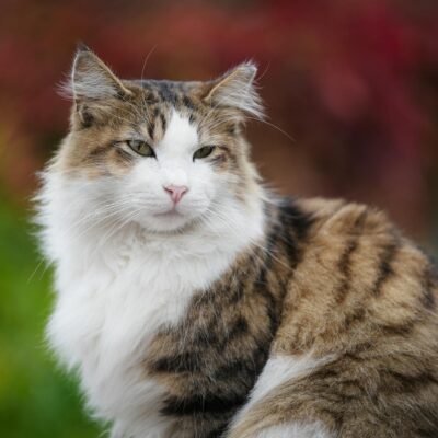 Gato Norueguês da Floresta: Desvende a Personalidade Fascinante e Única da Raça — gato norueguês da floresta personalidade |