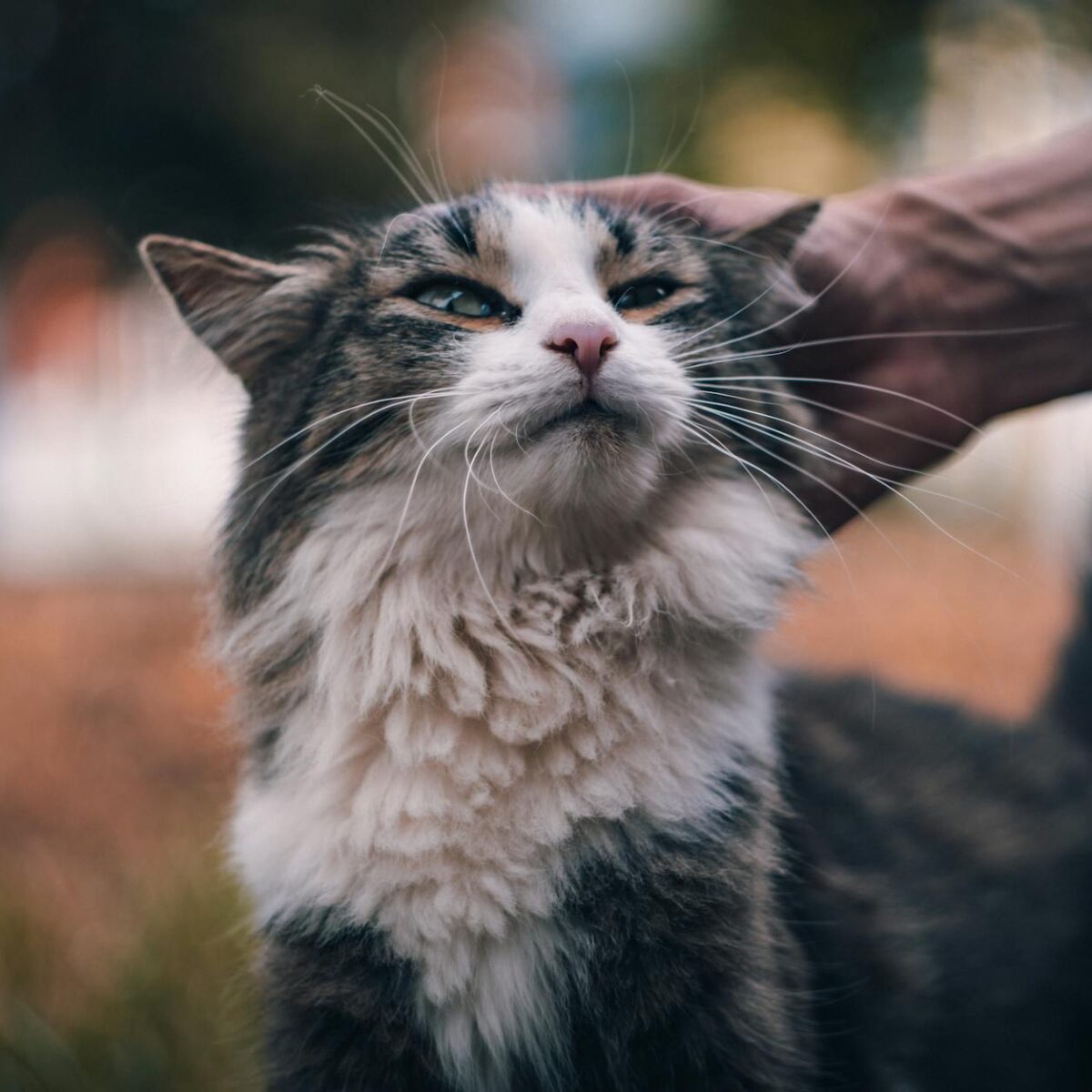 Gato Peludo: O Guia Definitivo para Pelos Sem Nós e Emaranhados — gato peludo como cuidar dos pelos sem enrolar | Aumigos Pet