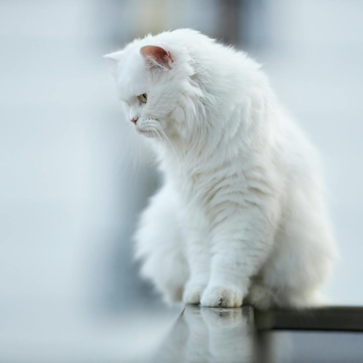 Gato Persa: Desvendando Suas Características Únicas e os Cuidados Essenciais para Uma Vida Longa e Feliz — gato persa caracte
