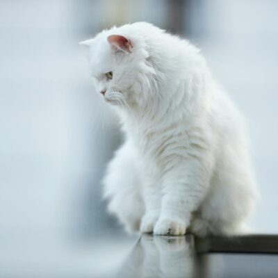 Gato Persa: Desvendando Suas Características Únicas e os Cuidados Essenciais para Uma Vida Longa e Feliz — gato persa caracte