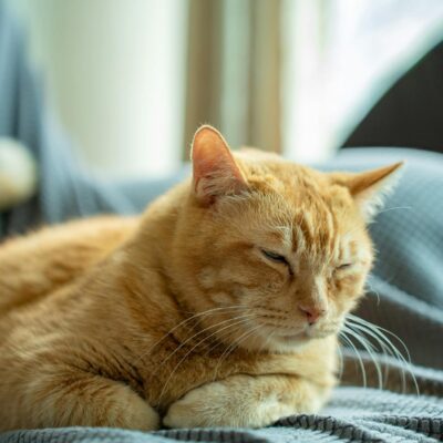 Gato Sonha? Desvendando o Mistério do Sono Felino e o Que Acontece Enquanto Ele Dorme — gato pode sonhar o que acontece quand