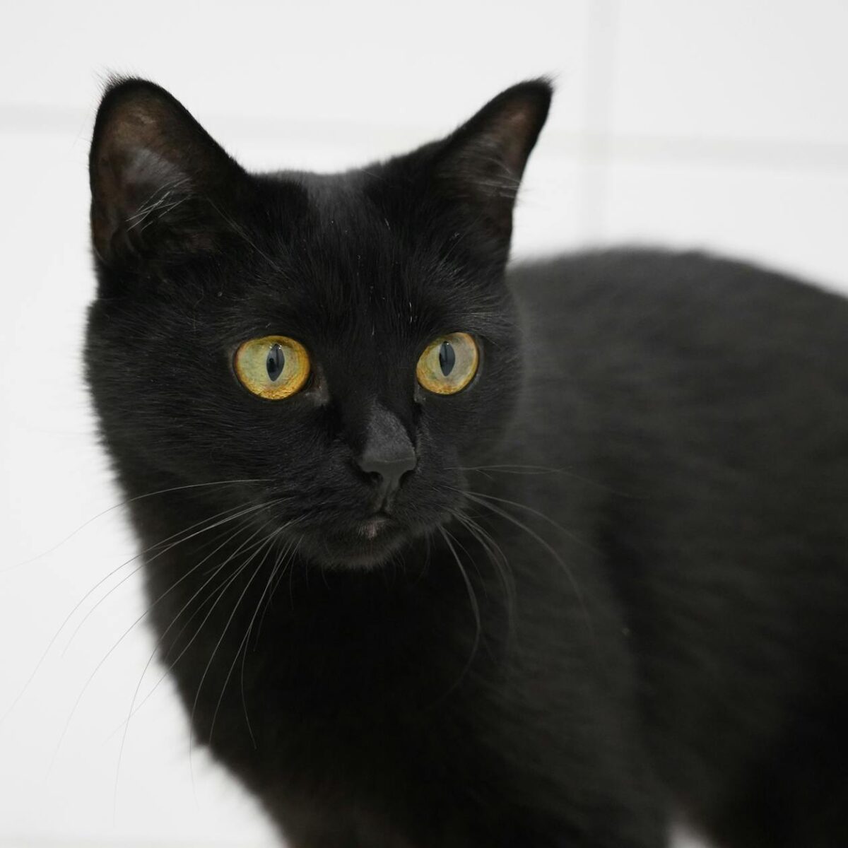 Gato Preto: Desvendando Mitos, Superstições e a Fascinante Personalidade Real — gato preto superstição e personalidade real |