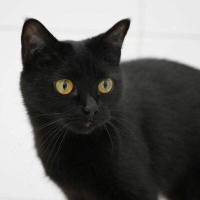 Gato Preto: Desvendando Mitos, Superstições e a Fascinante Personalidade Real — gato preto superstição e personalidade real |