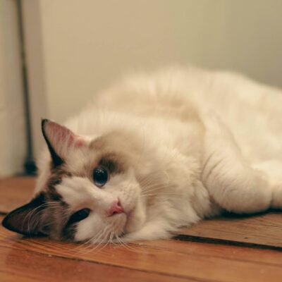 Ragdoll: O Guia Completo do Temperamento e Personalidade Deste Gato Gigante e Afetuoso — gato ragdoll temperamento e personal