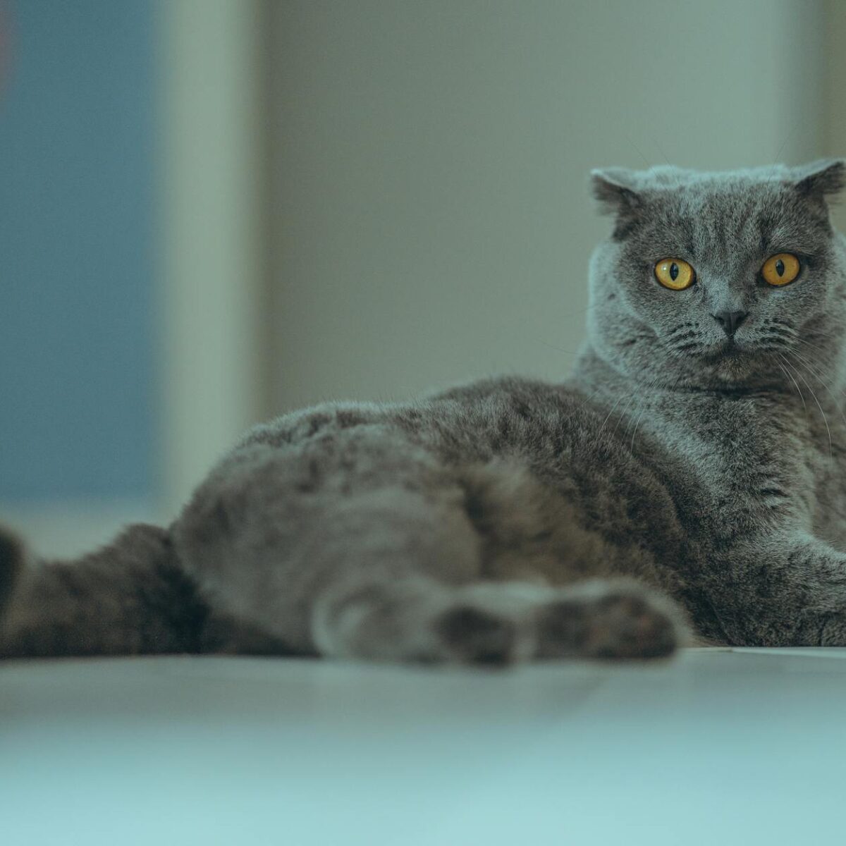 Scottish Fold: O Guia Definitivo para Cuidados Específicos com as Orelhas Únicas do seu Gato — gato scottish fold orelhas cui