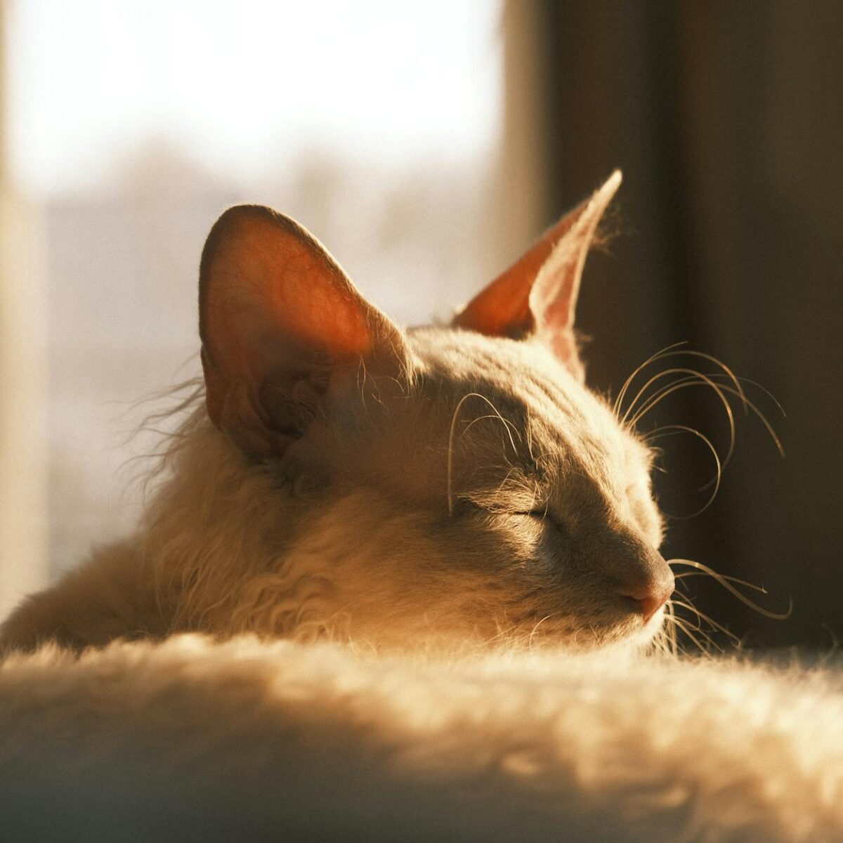 Guia Essencial: Cuidados Profissionais com a Pelagem Encaracolada do Gato Selkirk Rex — gato selkirk rex pelagem encaracolada