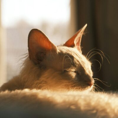 Guia Essencial: Cuidados Profissionais com a Pelagem Encaracolada do Gato Selkirk Rex — gato selkirk rex pelagem encaracolada