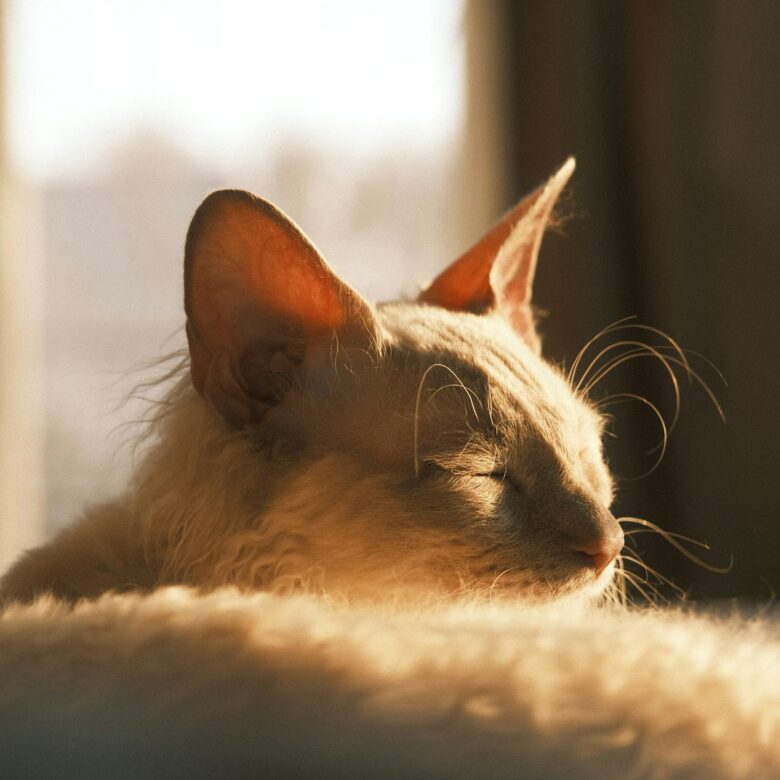 Guia Essencial: Cuidados Profissionais com a Pelagem Encaracolada do Gato Selkirk Rex — gato selkirk rex pelagem encaracolada