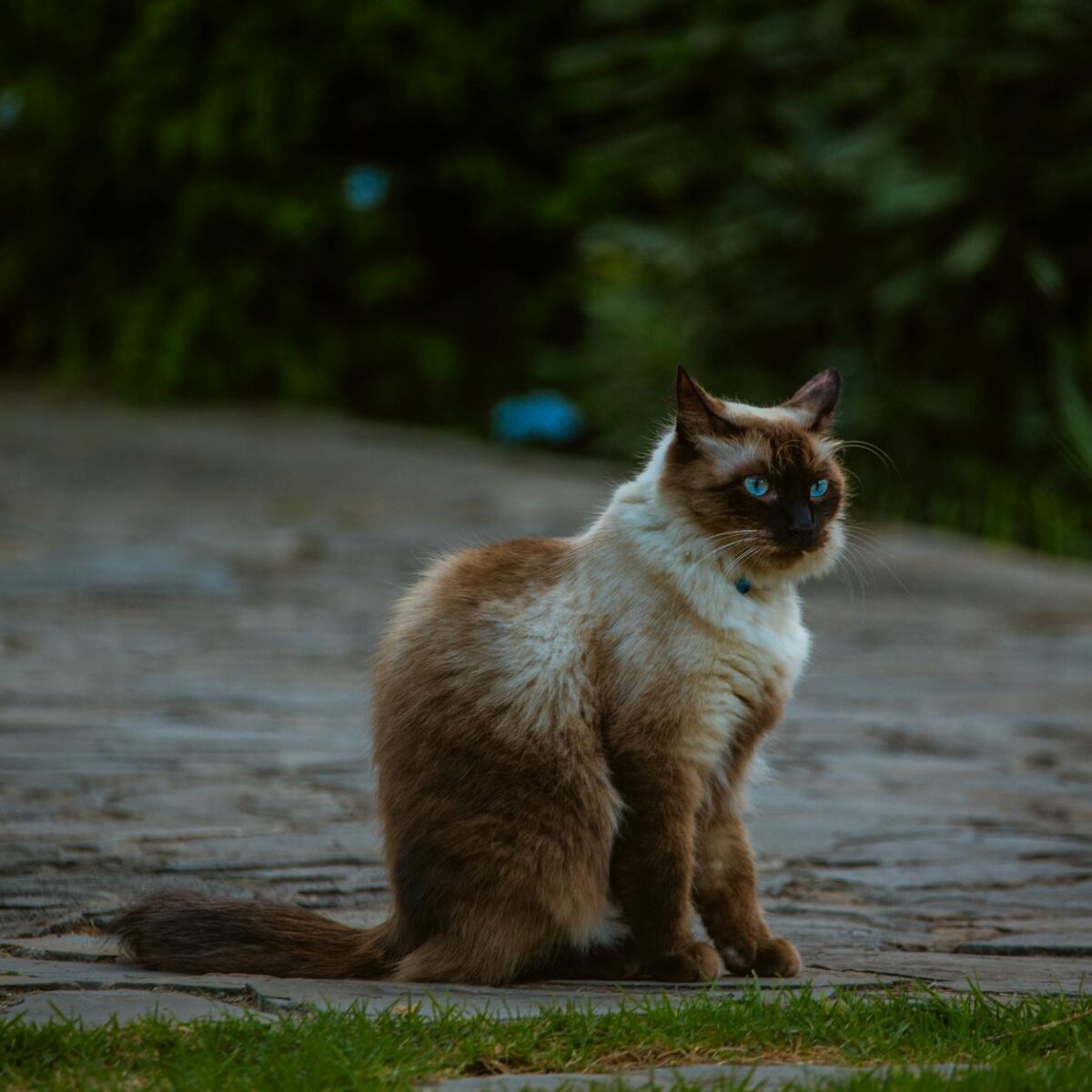 Gato Siamês é Difícil de Criar? Desvende os Mitos e Prepare-se para a Realidade! — gato siamês é difícil de criar saiba mais