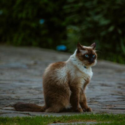 Gato Siamês é Difícil de Criar? Desvende os Mitos e Prepare-se para a Realidade! — gato siamês é difícil de criar saiba mais