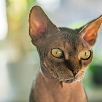 Gato Sphynx: O Guia Definitivo de Cuidados com a Pele e Higiene para uma Vida Saudável — gato sphynx cuidados com a pele e hi