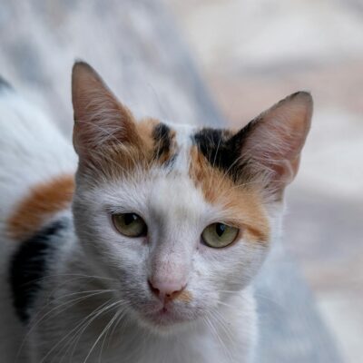 Gato Tricolor é Sempre Fêmea? A Explicação Genética Definitiva por Trás das Cores — gato tricolor é sempre fêmea explicação g