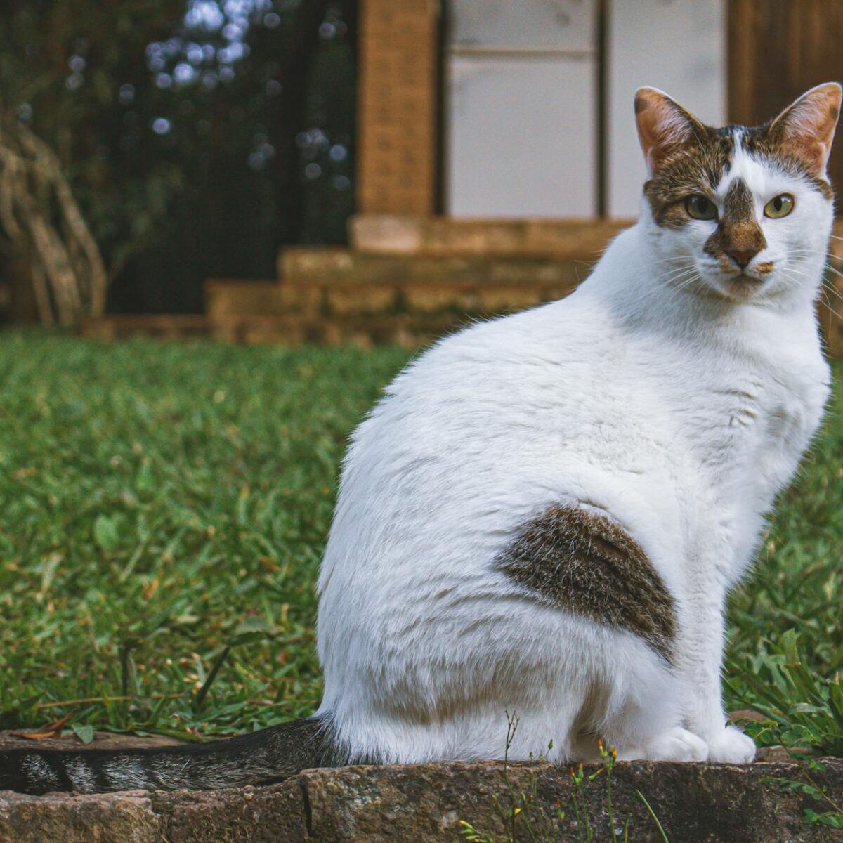 Desvendando a Visão Felina: O Que Seu Gato Realmente Enxerga na Televisão? — gato vê televisão o que ele enxerga na tela | Au