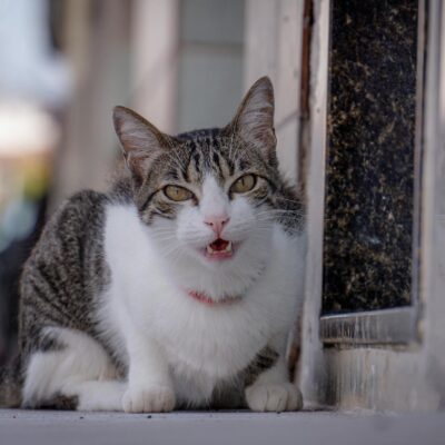 Gato Vomitando Ração: Causas, Sinais de Alerta e Quando Levar ao Veterinário — gato vomitando ração o que pode ser | Aumigos