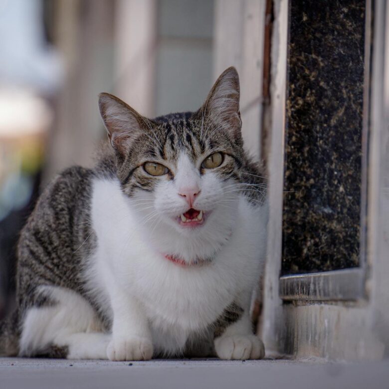 Gato Vomitando Ração: Causas, Sinais de Alerta e Quando Levar ao Veterinário — gato vomitando ração o que pode ser | Aumigos