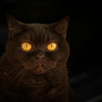 Gatos Enxergam no Escuro? Desvende a Ciência por Trás da Visão Noturna Felina — gatos enxergam no escuro como a visão funcion