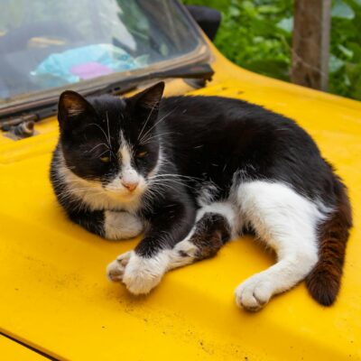 A Fascinante Memória Felina: Como Gatos Lembram de Eventos e Pessoas? — gatos lembram de eventos e pessoas memória | Aumigos