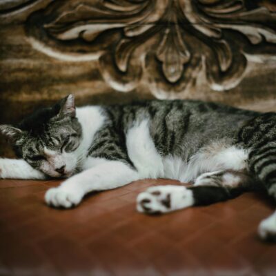 Calicivírus Felino: Guia Completo sobre Sintomas, Diagnóstico e o Tratamento para a Gripe do Gato — gripe do gato calicivírus
