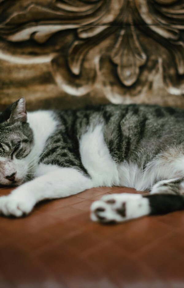 Calicivírus Felino: Guia Completo sobre Sintomas, Diagnóstico e o Tratamento para a Gripe do Gato — gripe do gato calicivírus