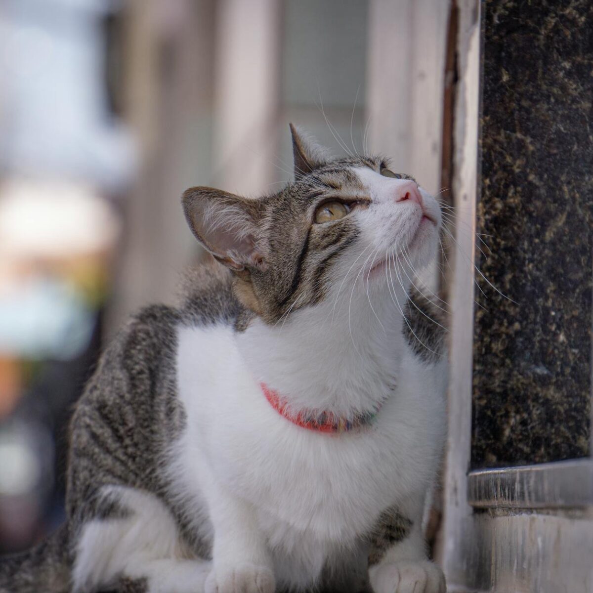 Janela para Gato em Apartamento: Guia Completo para Telas Seguras e Proteção Felina — janela para gato apartamento com tela s