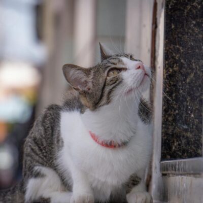 Janela para Gato em Apartamento: Guia Completo para Telas Seguras e Proteção Felina — janela para gato apartamento com tela s