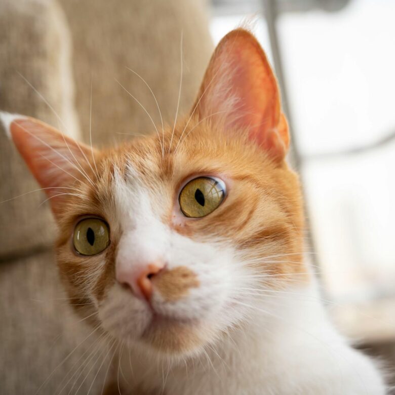 Desvende os Segredos: Linguagem Corporal do Gato e o Que Ela Significa para Você — linguagem corporal do gato o que significa