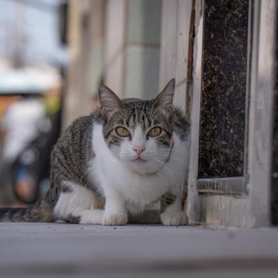 Melhor Horário para Alimentar Gato: O Guia Definitivo para uma Rotina Saudável e Longevidade Felina — melhor horário para ali