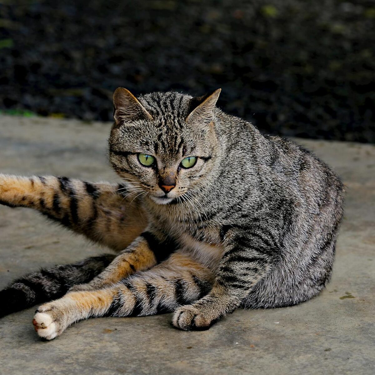 Nomes para Gata Fêmea: Mais de 100 Opções Bonitas e Seus Significados Inspiradores — nome para gata fêmea bonitos e significa