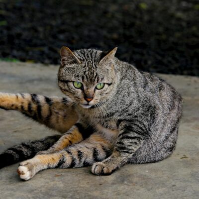 Nomes para Gata Fêmea: Mais de 100 Opções Bonitas e Seus Significados Inspiradores — nome para gata fêmea bonitos e significa