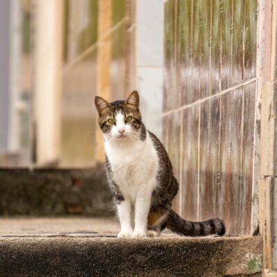Nomes para Gato Macho: +100 Ideias Criativas e Originais para Inspirar a Escolha Perfeita — nome para gato macho ideias criat