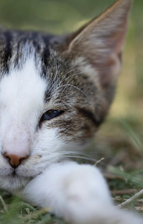 Gato com Olho Vermelho e Lacrimejando: Guia Completo de Tratamento e Cuidados Essenciais — olho do gato vermelho e lacrimejan