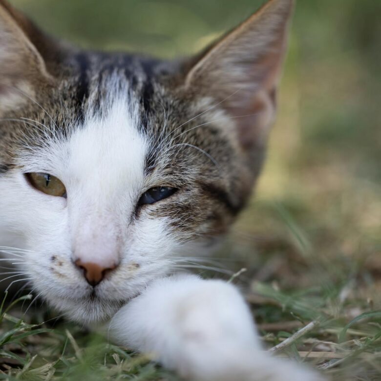 Gato com Olho Vermelho e Lacrimejando: Guia Completo de Tratamento e Cuidados Essenciais — olho do gato vermelho e lacrimejan